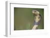 Cobra-DLILLC-Framed Photographic Print