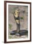 Cobra-DLILLC-Framed Photographic Print