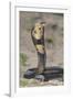 Cobra-DLILLC-Framed Photographic Print