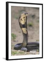 Cobra-DLILLC-Framed Photographic Print