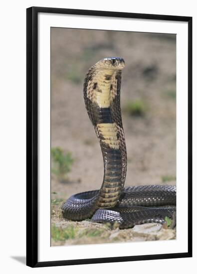 Cobra-DLILLC-Framed Photographic Print