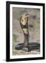 Cobra-DLILLC-Framed Photographic Print