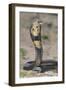 Cobra-DLILLC-Framed Photographic Print