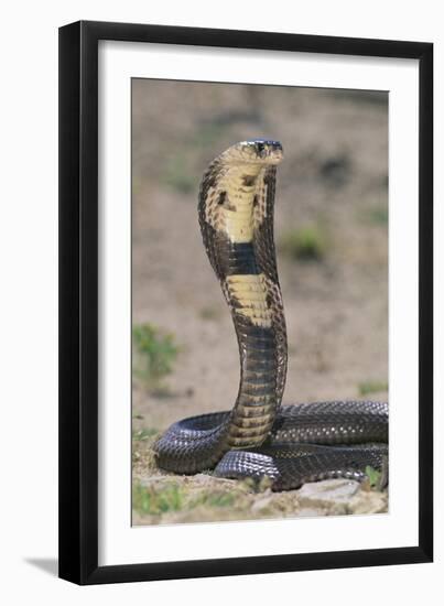 Cobra-DLILLC-Framed Photographic Print