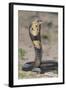 Cobra-DLILLC-Framed Photographic Print