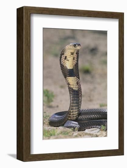 Cobra-DLILLC-Framed Photographic Print