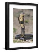 Cobra-DLILLC-Framed Photographic Print