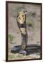 Cobra-DLILLC-Framed Photographic Print