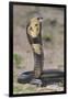 Cobra-DLILLC-Framed Photographic Print