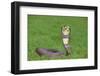 Cobra-DLILLC-Framed Photographic Print