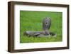 Cobra-DLILLC-Framed Photographic Print