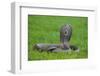 Cobra-DLILLC-Framed Photographic Print