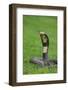 Cobra-DLILLC-Framed Photographic Print