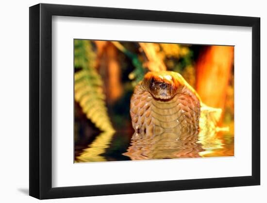 Cobra-yuran-78-Framed Photographic Print