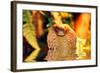 Cobra-yuran-78-Framed Photographic Print