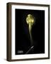 Cobra-Dana Brett Munach-Framed Giclee Print