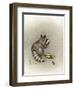 Cobs and Robbers-Peggy Harris-Framed Giclee Print