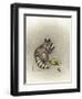 Cobs and Robbers-Peggy Harris-Framed Giclee Print