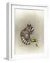 Cobs and Robbers-Peggy Harris-Framed Giclee Print