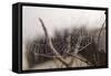 Cobweb, Dewdrops-Roland T.-Framed Stretched Canvas