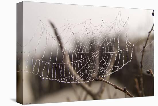 Cobweb, Dewdrops-Roland T.-Stretched Canvas