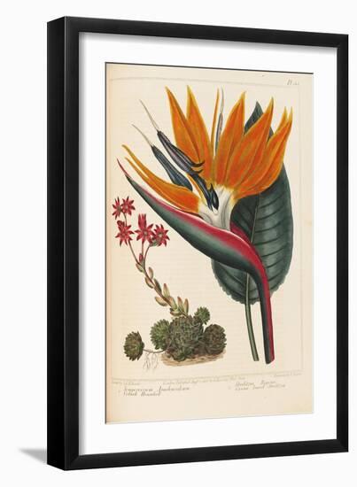 Cobweb Houseleek and Canna Leaved Strelitzia, 1806-Sydenham Teast Edwards-Framed Giclee Print