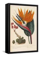 Cobweb Houseleek and Canna Leaved Strelitzia, 1806-Sydenham Teast Edwards-Framed Stretched Canvas