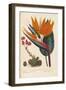 Cobweb Houseleek and Canna Leaved Strelitzia, 1806-Sydenham Teast Edwards-Framed Premium Giclee Print