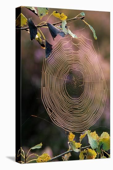 Cobweb in Sunlight-null-Stretched Canvas
