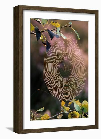 Cobweb in Sunlight-null-Framed Photographic Print