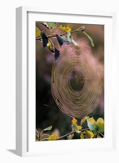 Cobweb in Sunlight-null-Framed Photographic Print