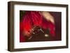 Cobweb with dewdrops on a red leaf, dark background with bokeh-Paivi Vikstrom-Framed Photographic Print