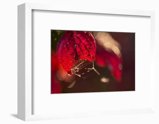 Cobweb with dewdrops on a red leaf, dark background with bokeh-Paivi Vikstrom-Framed Photographic Print