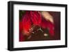 Cobweb with dewdrops on a red leaf, dark background with bokeh-Paivi Vikstrom-Framed Photographic Print