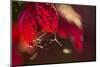 Cobweb with dewdrops on a red leaf, dark background with bokeh-Paivi Vikstrom-Mounted Photographic Print