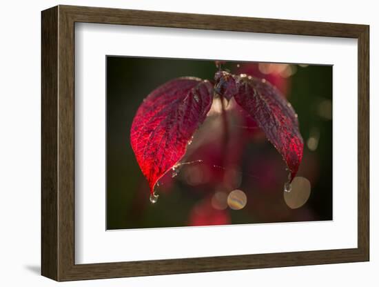 Cobweb with dewdrops on red leaves, dark background with bokeh-Paivi Vikstrom-Framed Photographic Print