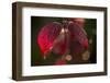 Cobweb with dewdrops on red leaves, dark background with bokeh-Paivi Vikstrom-Framed Photographic Print