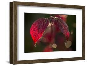 Cobweb with dewdrops on red leaves, dark background with bokeh-Paivi Vikstrom-Framed Photographic Print