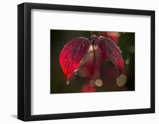 Cobweb with dewdrops on red leaves, dark background with bokeh-Paivi Vikstrom-Framed Photographic Print