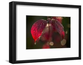 Cobweb with dewdrops on red leaves, dark background with bokeh-Paivi Vikstrom-Framed Photographic Print