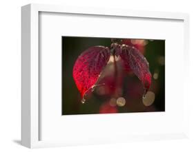 Cobweb with dewdrops on red leaves, dark background with bokeh-Paivi Vikstrom-Framed Photographic Print