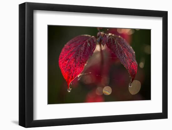 Cobweb with dewdrops on red leaves, dark background with bokeh-Paivi Vikstrom-Framed Photographic Print