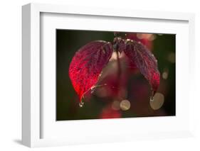 Cobweb with dewdrops on red leaves, dark background with bokeh-Paivi Vikstrom-Framed Photographic Print