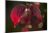 Cobweb with dewdrops on red leaves, dark background with bokeh-Paivi Vikstrom-Mounted Photographic Print