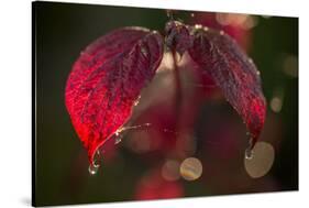 Cobweb with dewdrops on red leaves, dark background with bokeh-Paivi Vikstrom-Stretched Canvas