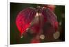 Cobweb with dewdrops on red leaves, dark background with bokeh-Paivi Vikstrom-Framed Photographic Print