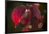 Cobweb with dewdrops on red leaves, dark background with bokeh-Paivi Vikstrom-Framed Photographic Print