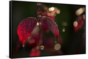 Cobweb with dewdrops on red leaves, dark background with bokeh-Paivi Vikstrom-Framed Stretched Canvas