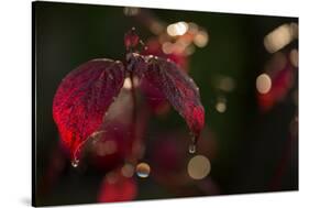 Cobweb with dewdrops on red leaves, dark background with bokeh-Paivi Vikstrom-Stretched Canvas