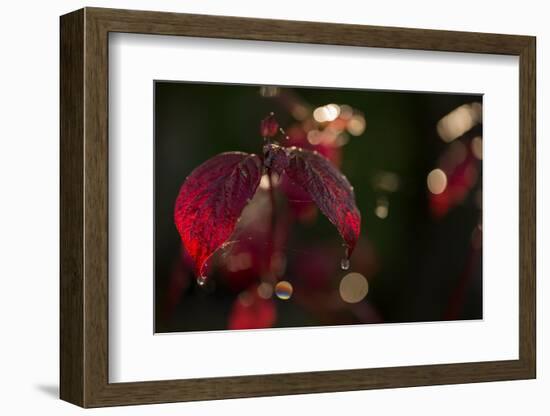 Cobweb with dewdrops on red leaves, dark background with bokeh-Paivi Vikstrom-Framed Photographic Print